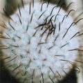 Mammillaria peresdelarosa