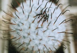 Mammillaria peresdelarosa