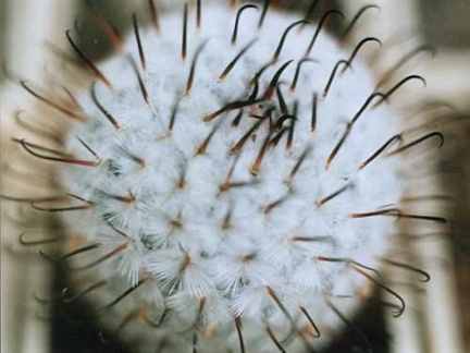 Mammillaria peresdelarosa