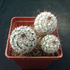 Mammillaria perezdelarosa