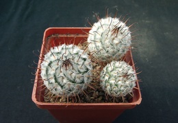Mammillaria perezdelarosa