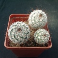 Mammillaria perezdelarosa