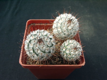 Mammillaria perezdelarosa
