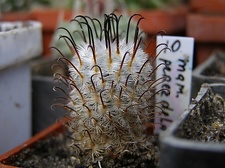 Mammillaria perezdelarosae
