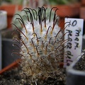 Mammillaria perezdelarosae
