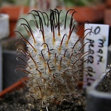 Mammillaria perezdelarosae