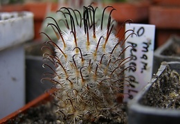 Mammillaria perezdelarosae