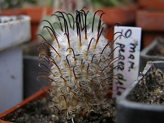 Mammillaria perezdelarosae