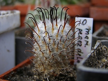 Mammillaria perezdelarosae
