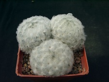 Mammillaria plumosa