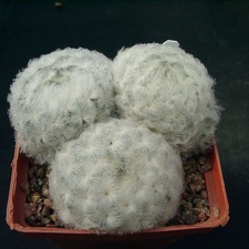 Mammillaria plumosa