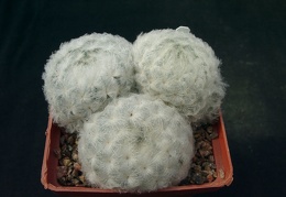 Mammillaria plumosa