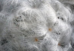 Mammillaria plumosa 001