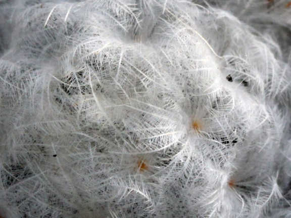 Mammillaria plumosa 001