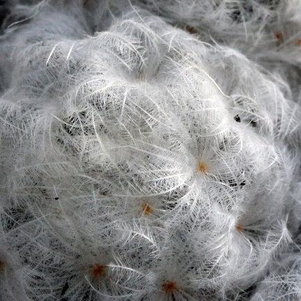 Mammillaria plumosa 001