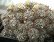 Mammillaria prolifera Tit