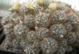 Mammillaria prolifera Tit