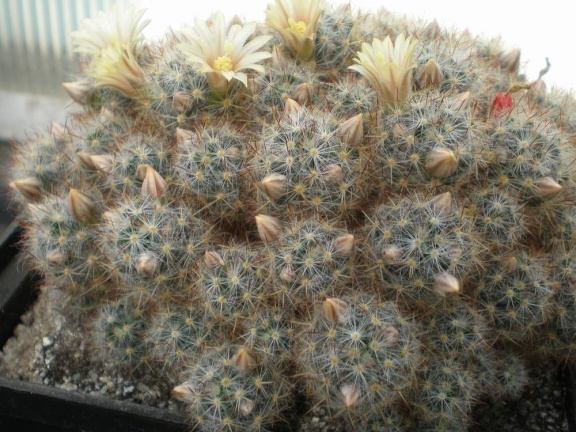 Mammillaria prolifera Tit