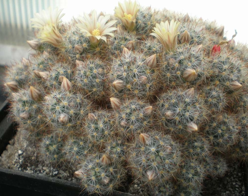 Mammillaria prolifera Tit