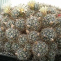 Mammillaria prolifera Tit