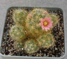 Mammillaria prolifera cv L ami Lode