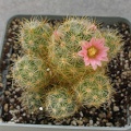 Mammillaria prolifera cv L ami Lode