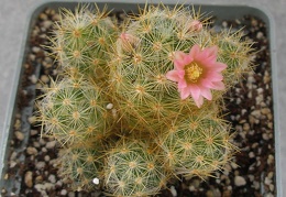 Mammillaria prolifera cv L ami Lode