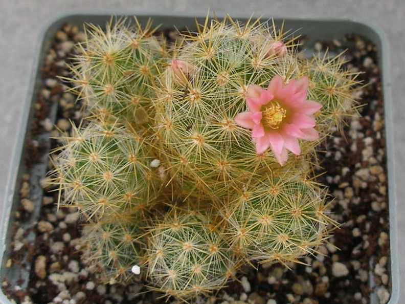 Mammillaria prolifera cv L ami Lode