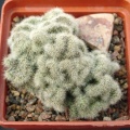 Mammillaria prolifera f cristata