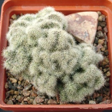 Mammillaria prolifera f cristata
