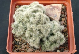 Mammillaria prolifera f cristata