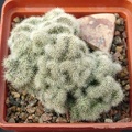 Mammillaria prolifera f cristata (1917 відвідувань) Mammillaria prolifera f cristata