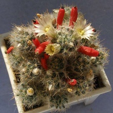 Mammillaria prolifera v  haitiensis