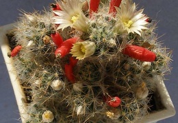 Mammillaria prolifera v  haitiensis