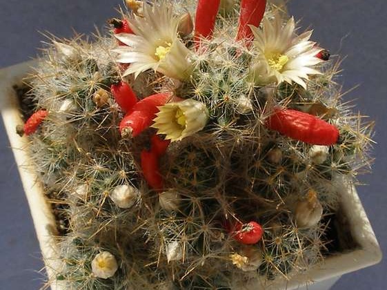 Mammillaria prolifera v  haitiensis