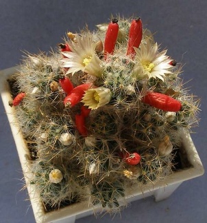 Mammillaria prolifera v haitiensis