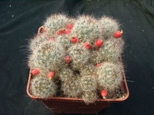 Mammillaria prolifera v multilanata