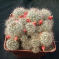 Mammillaria prolifera v multilanata