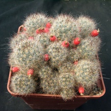 Mammillaria prolifera v multilanata