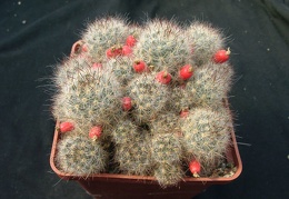 Mammillaria prolifera v multilanata