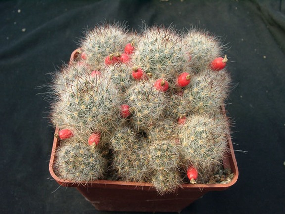 Mammillaria prolifera v multilanata