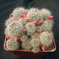Mammillaria prolifera v multilanata (1990 відвідувань) Mammillaria prolifera v multilanata