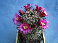 Mammillaria recoi Pechersky