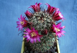 Mammillaria recoi Pechersky