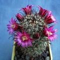 Mammillaria recoi Pechersky