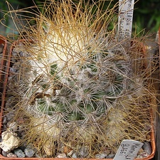 Mammillaria recoi ssp leptacantha