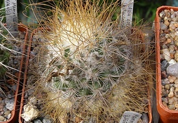 Mammillaria recoi ssp leptacantha