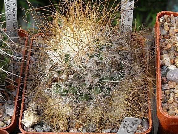 Mammillaria recoi ssp leptacantha
