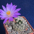 Mammillaria saboae ssp  roczekii