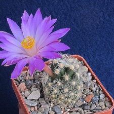 Mammillaria saboae ssp  roczekii